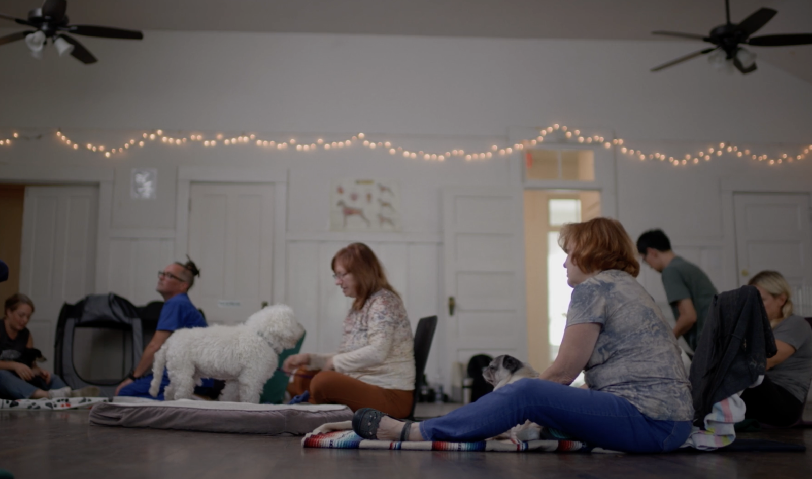The School of Canine Massage
