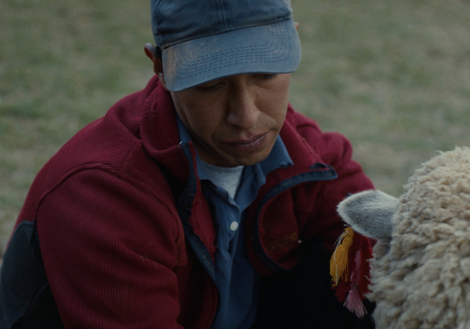 Sheep and Wolves