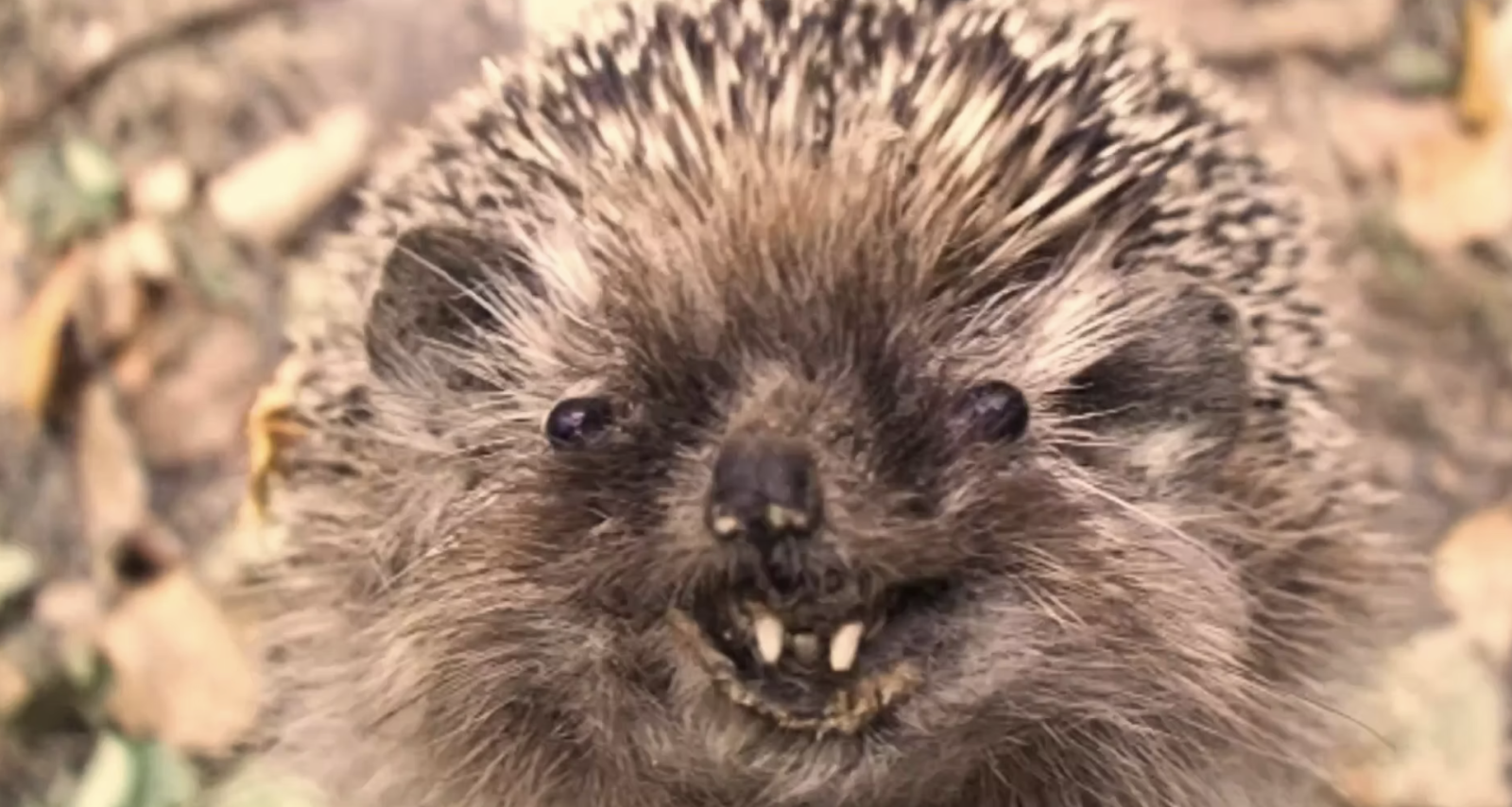 Hedgehog Cakes: Sweet Weapon of Terror
