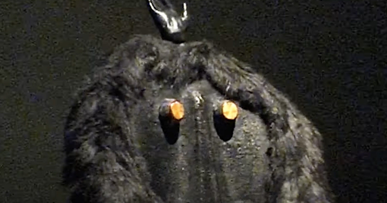Primate Visions; Macaque Macabre