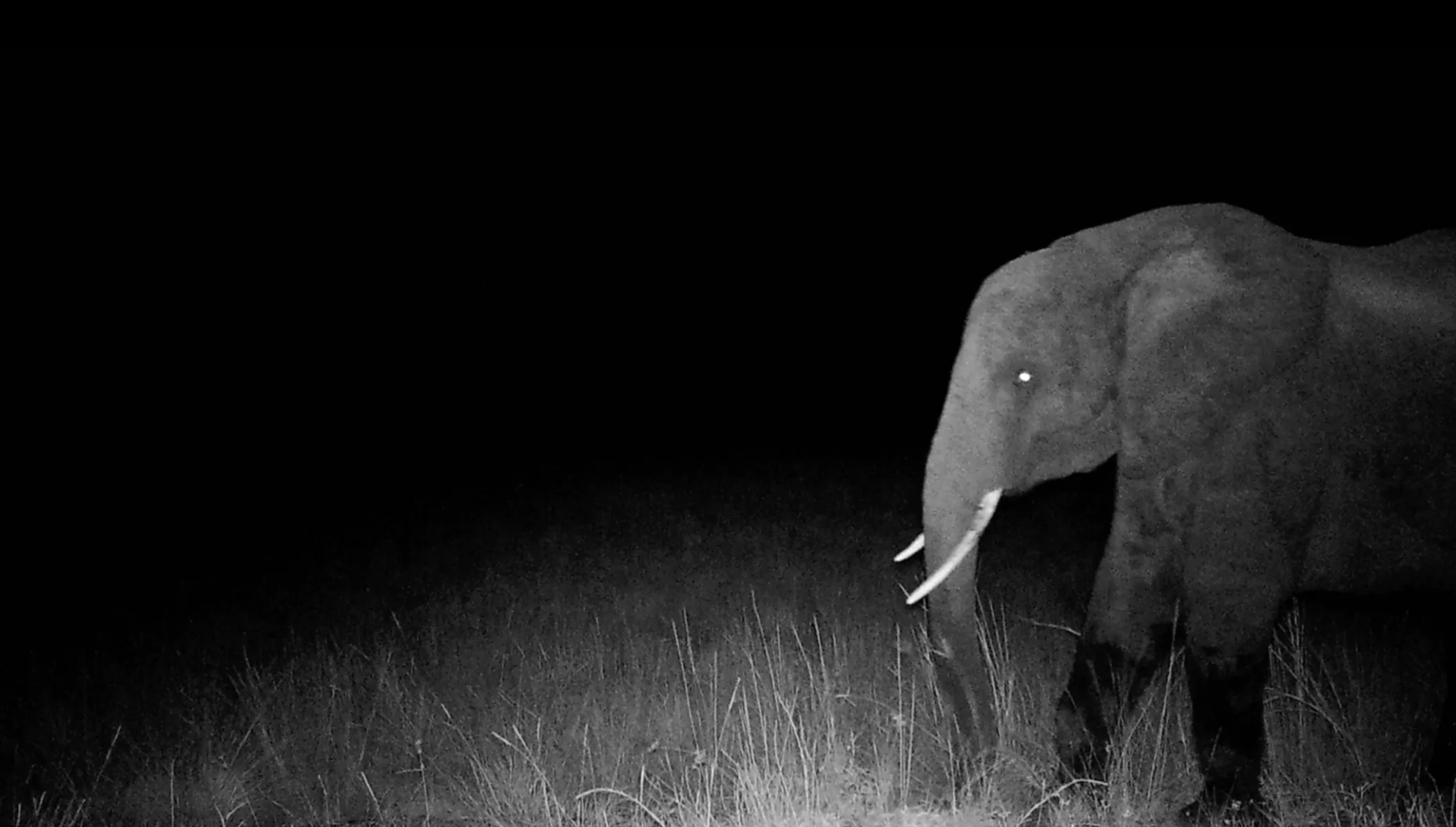 Ghost Elephants