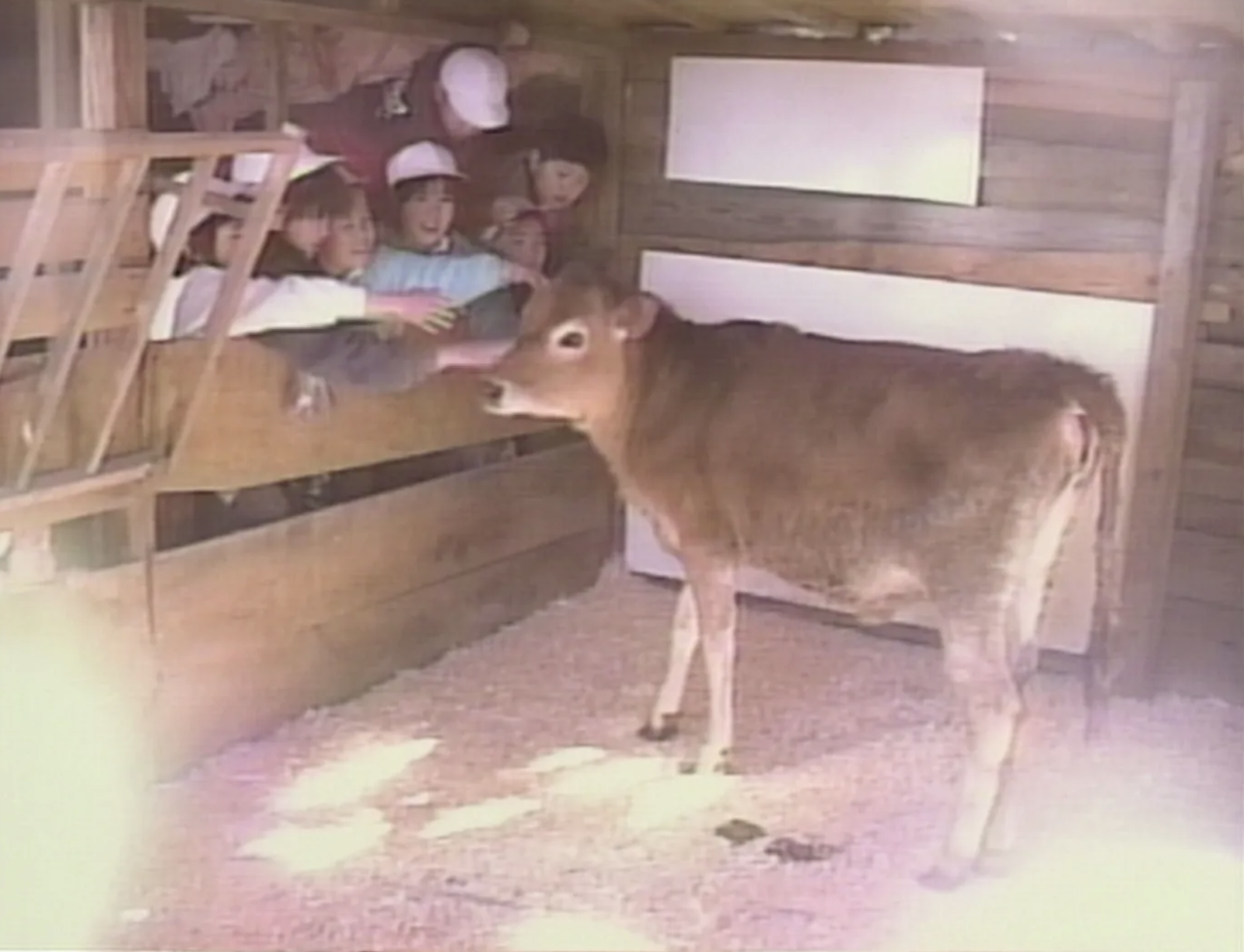 Lessons from a Calf