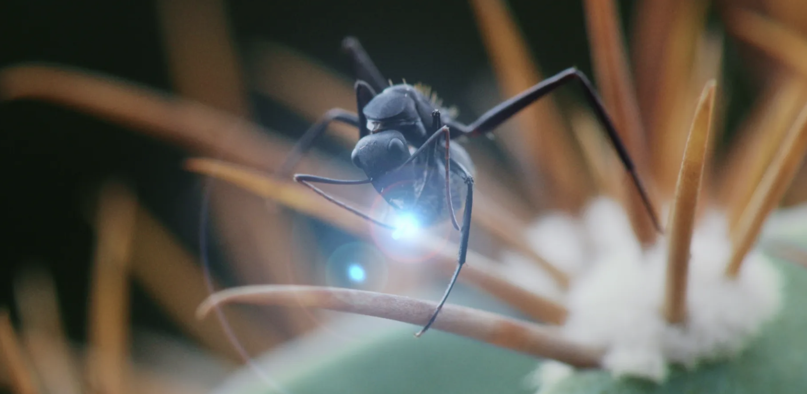 Solenopsis invicta