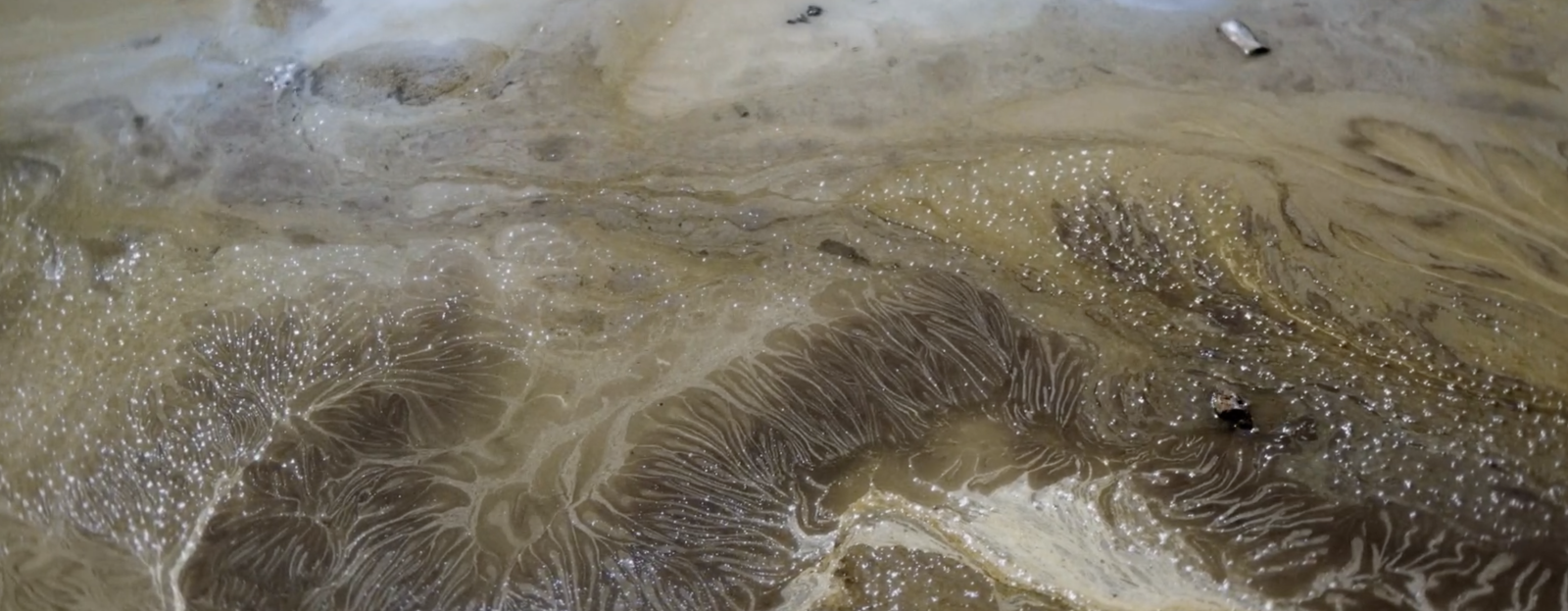 What Does the Mud Whisper?