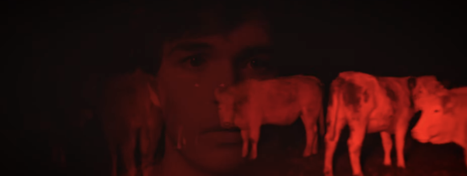 Bulls in the water