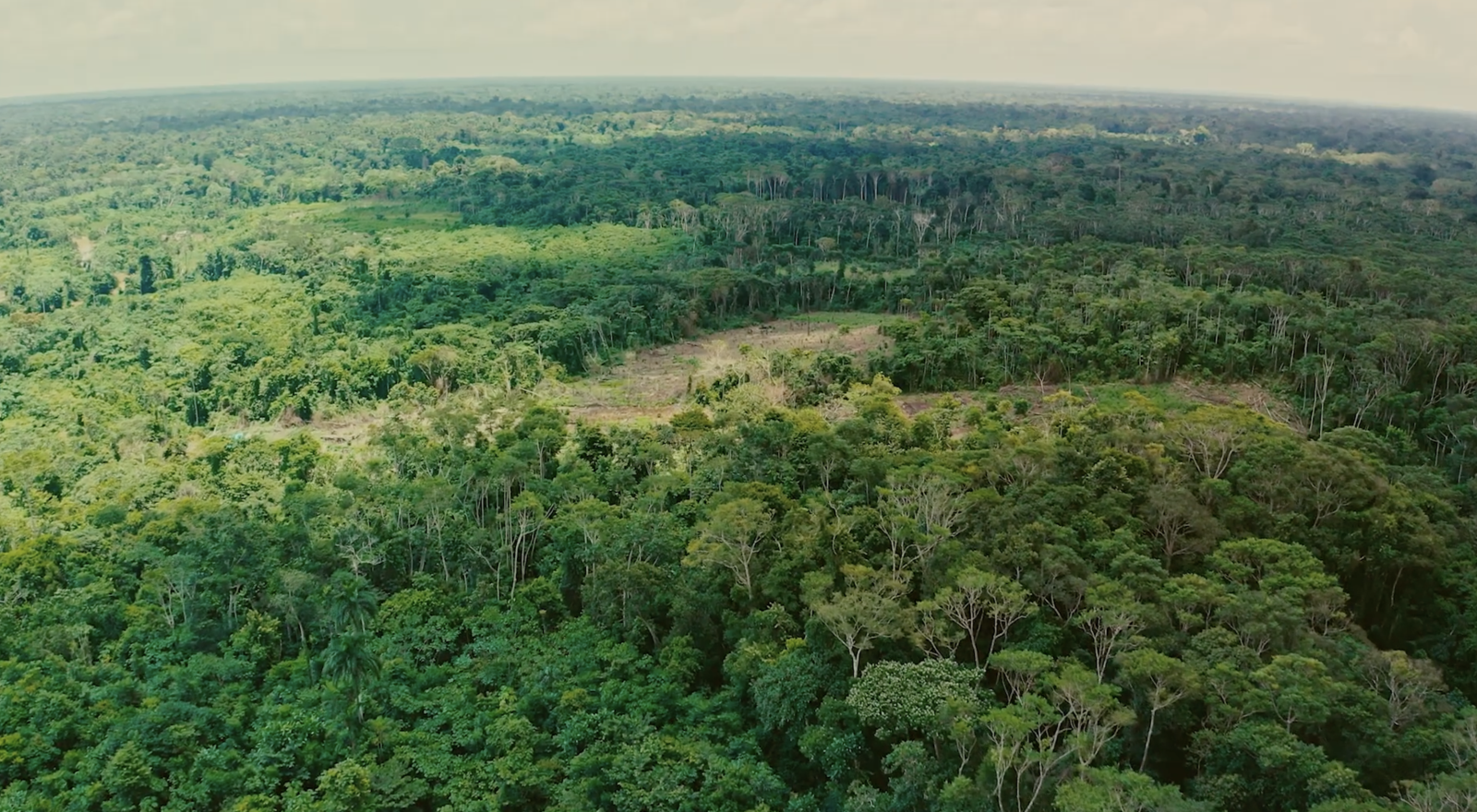 Choose Earth: Wood Wide Web