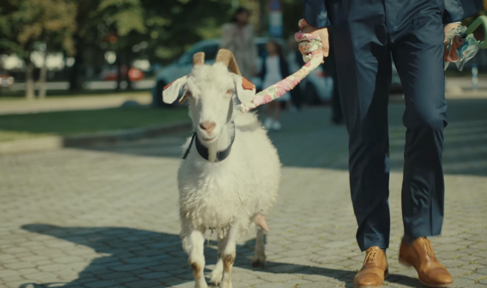 Baa-baa!