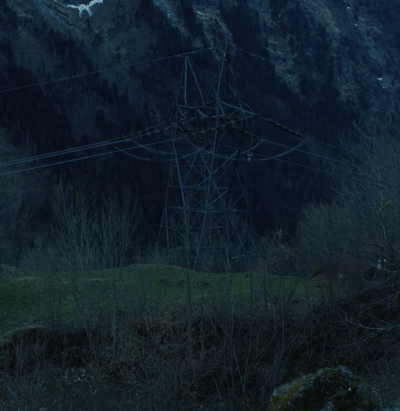 Nest
