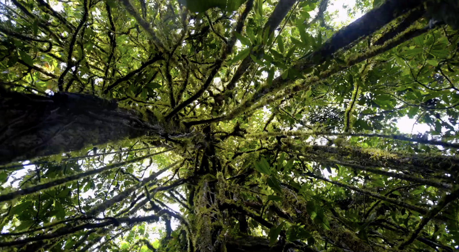 Lamo Auru - Old Forest, New Lines