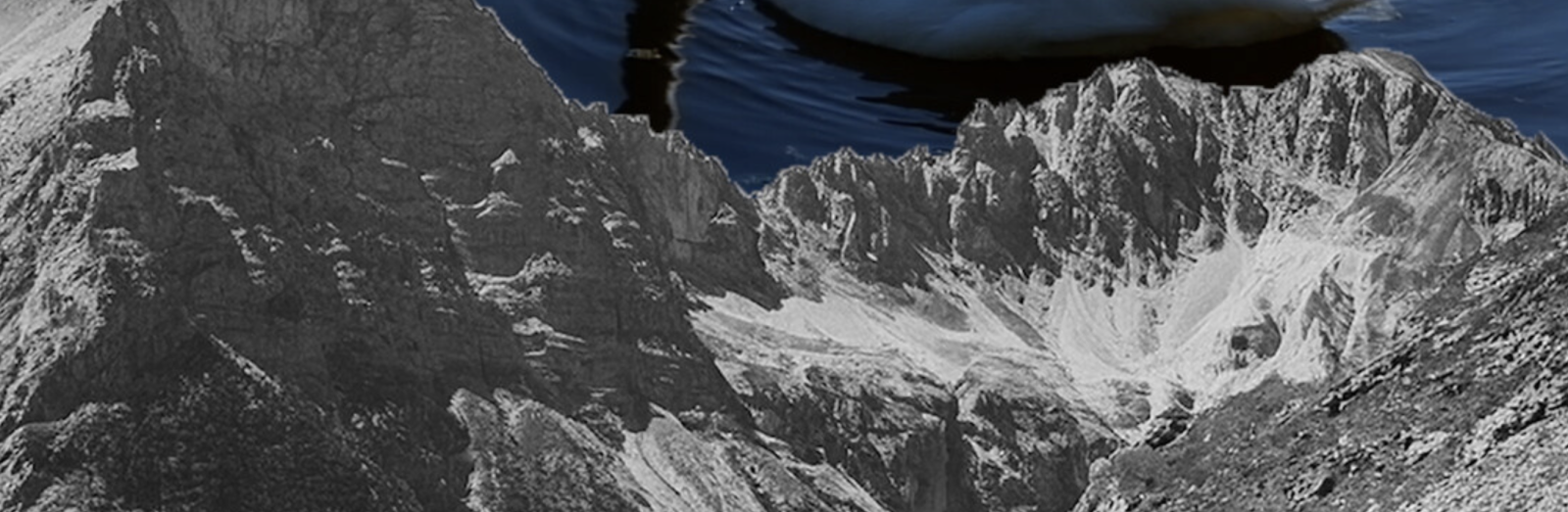 Swanlake