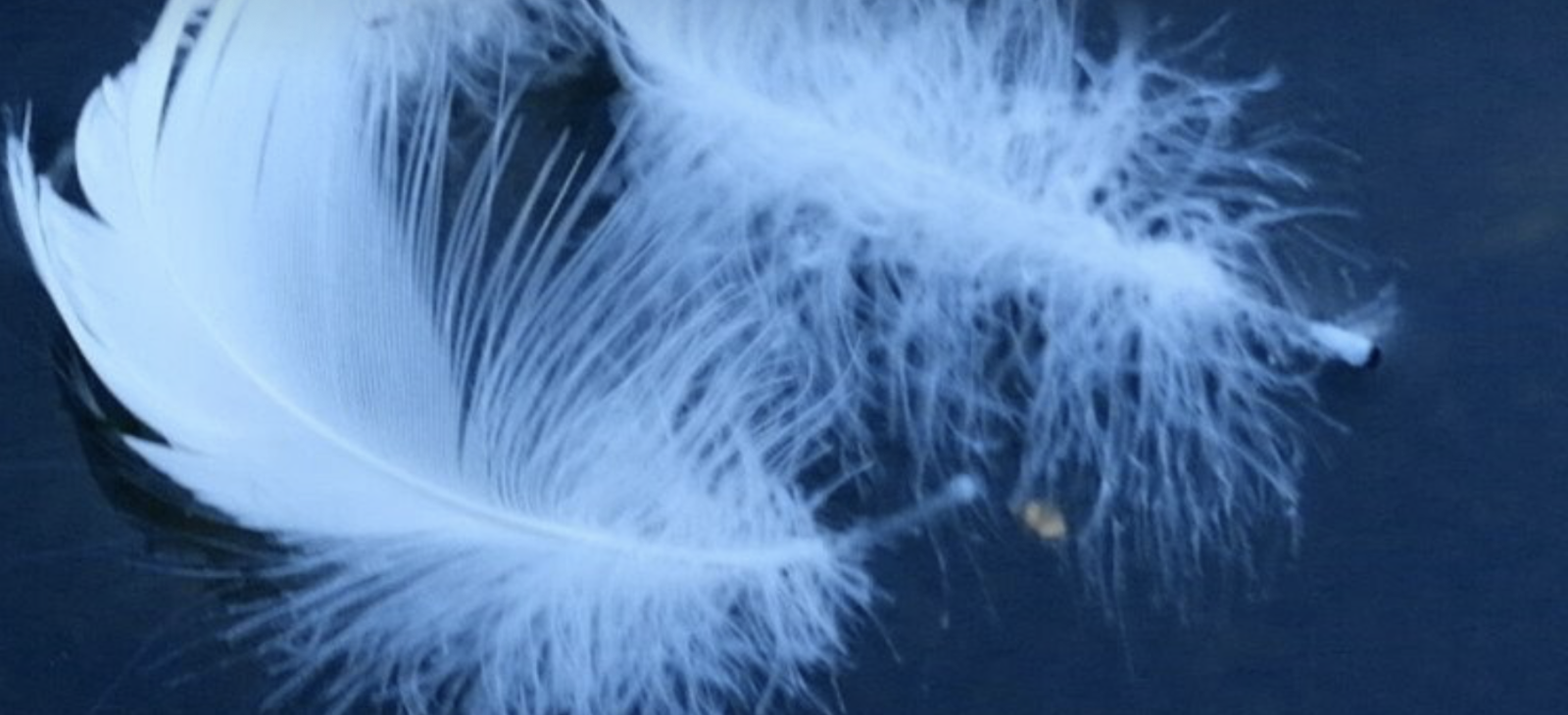 Swanlake