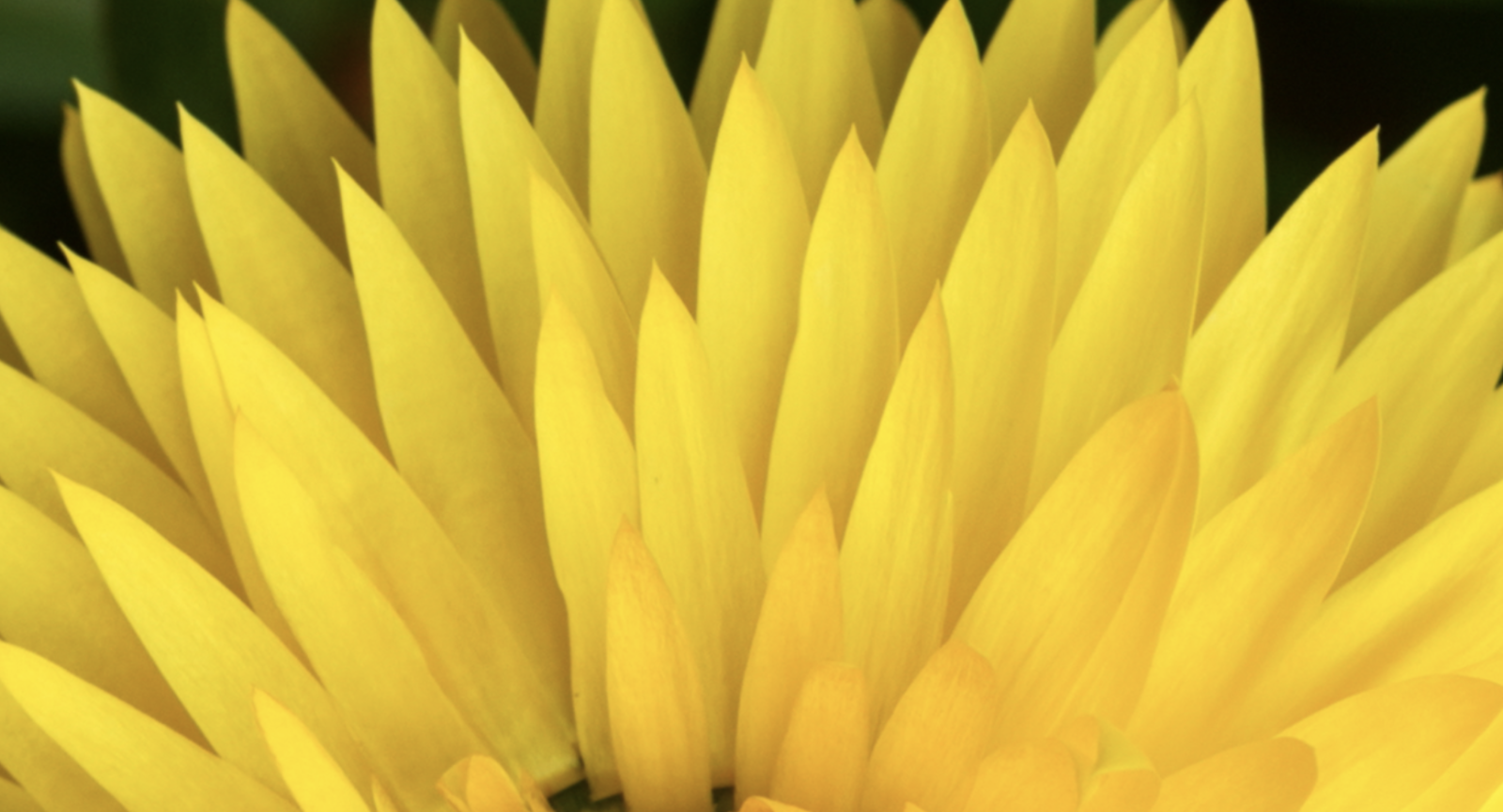 Blooms