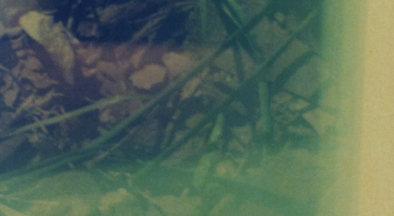 DETRITUS