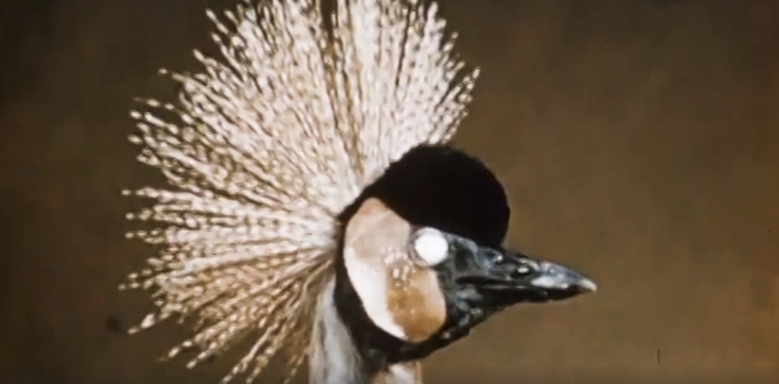Marsh Birds of the Upper Nile