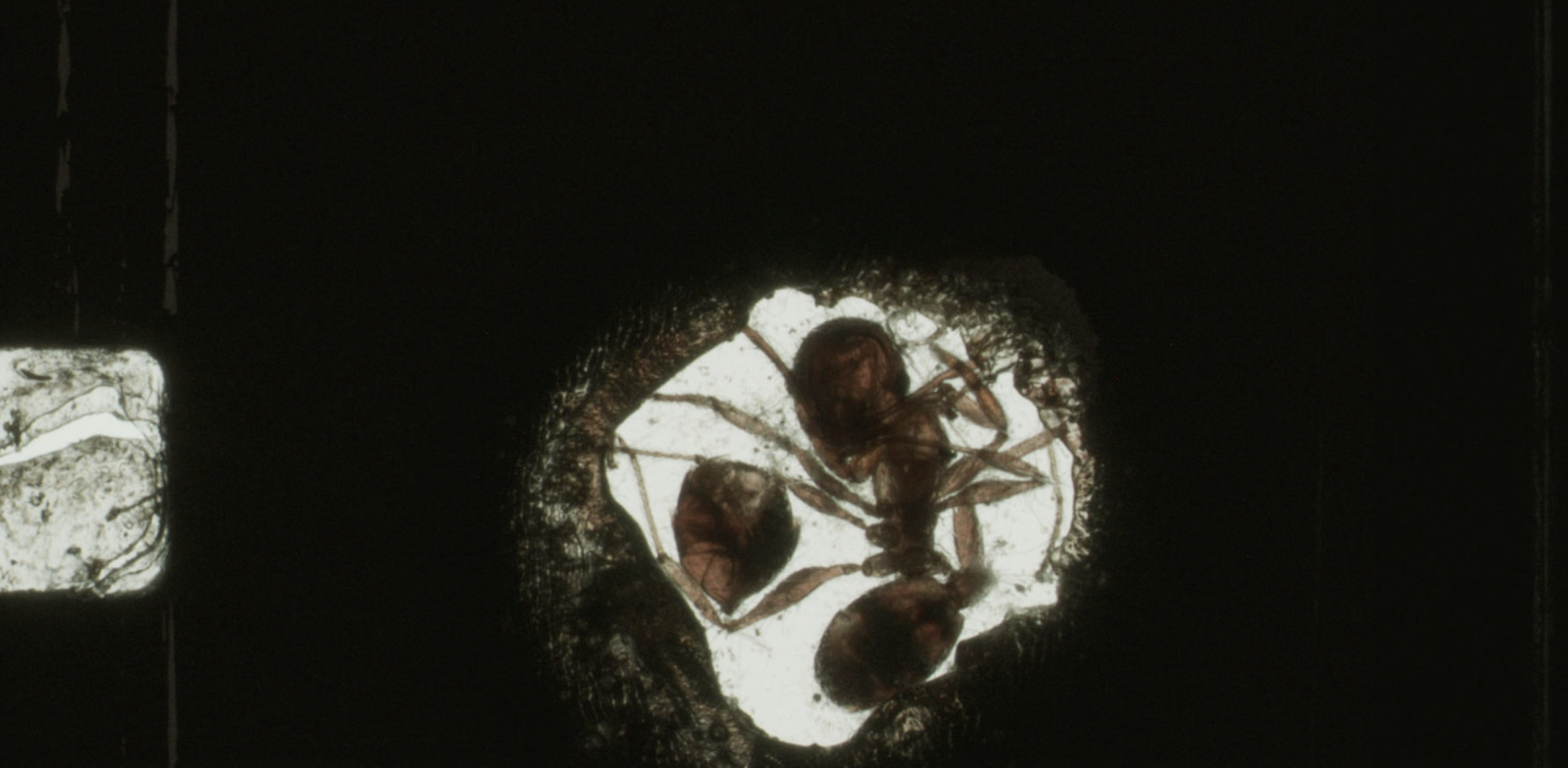 ANTFILM