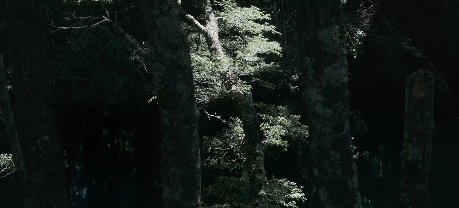 Forest up in the Mountain