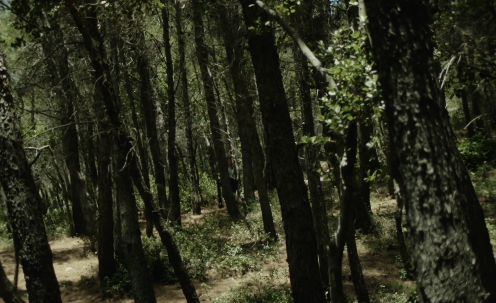 Don't Try This in the Woods