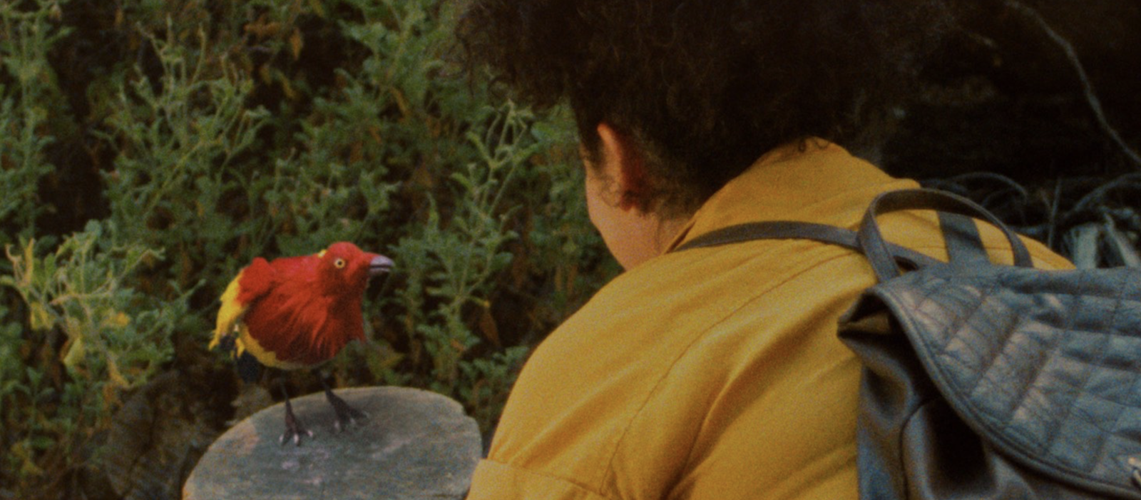 What's the Deal with Birds?