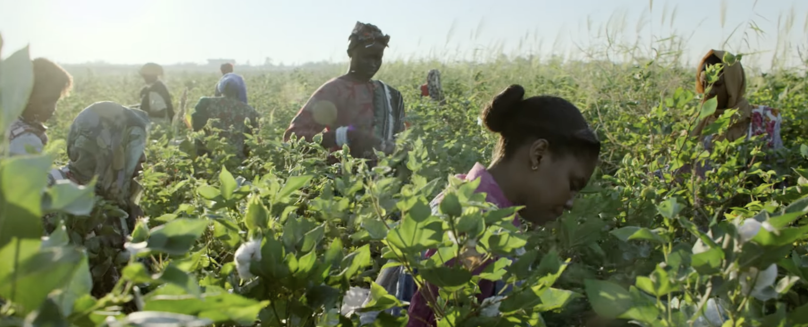 Cotton Queen