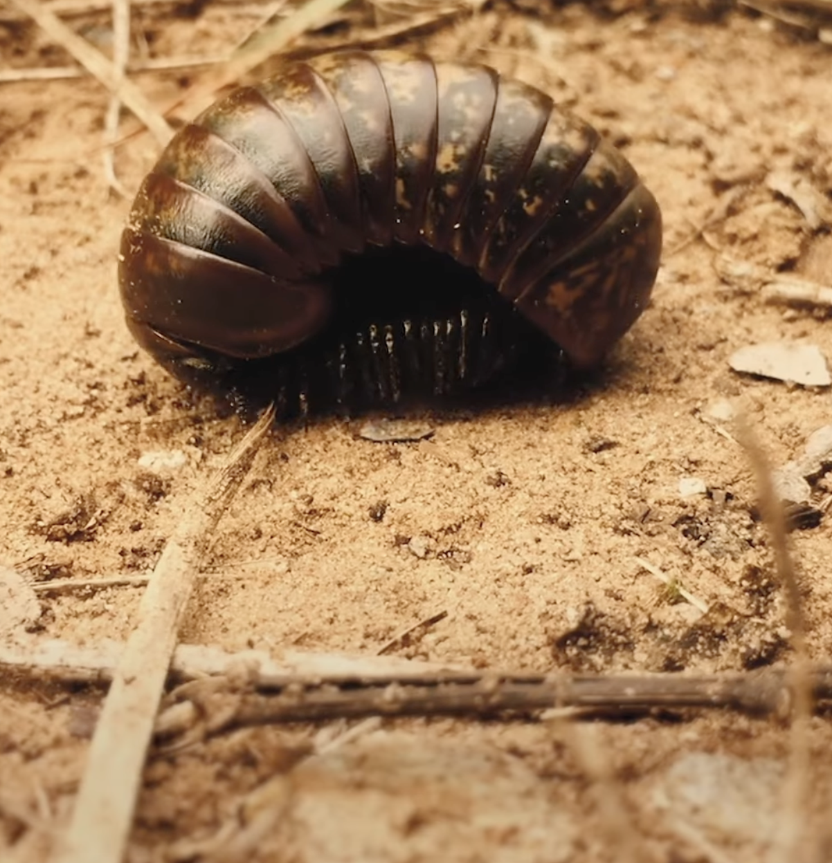 The True Beauty of Being Bitten by a Tick