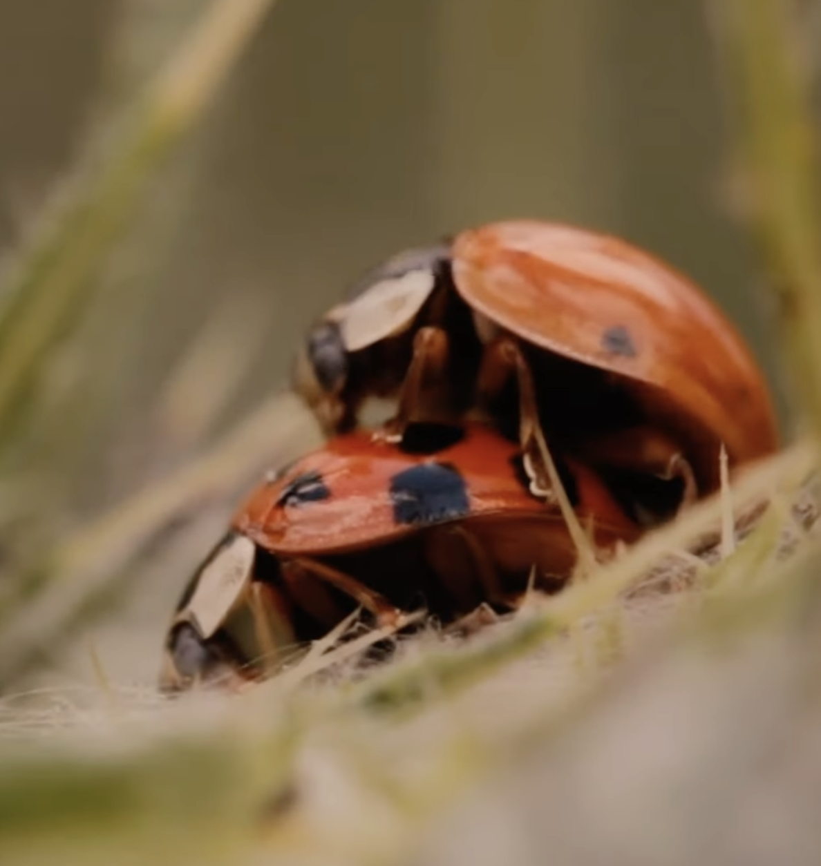 The True Beauty of Being Bitten by a Tick