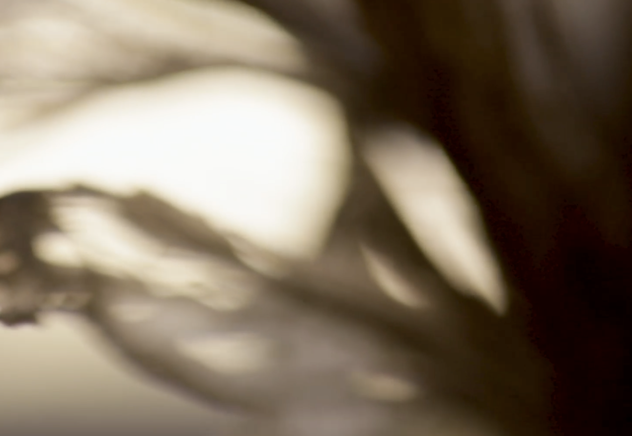 Letters #14 - Letter from: Marie-Rose Osta, film by: Rania Rafei