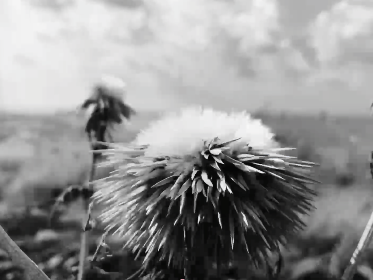 Letters #17 - Letter from: Reine Chahine, film by: Marie-Rose Osta