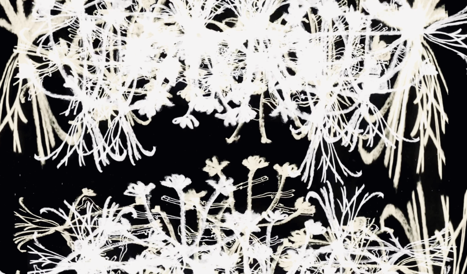 Roses - Iron & Wine