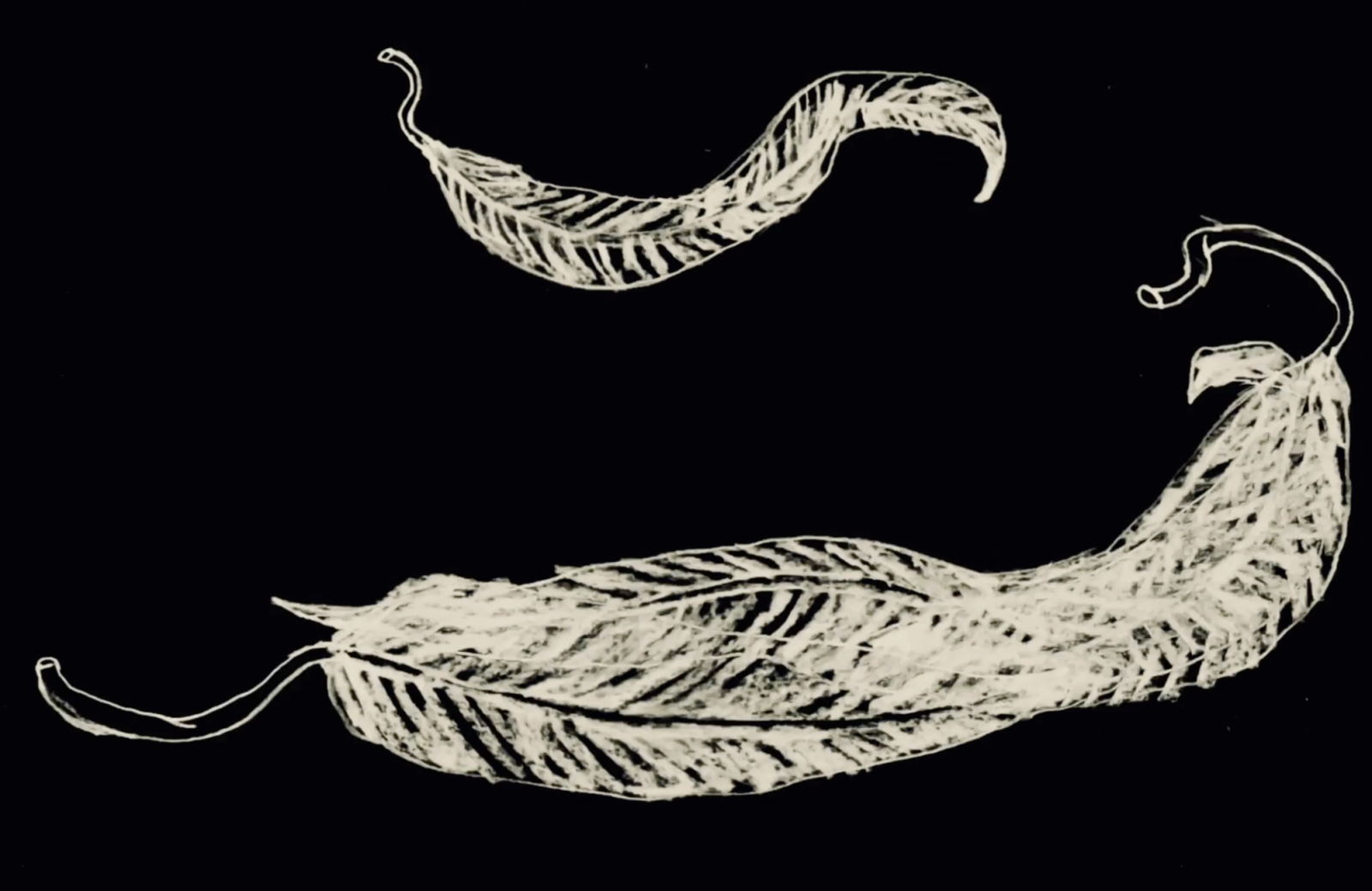 Roses - Iron & Wine