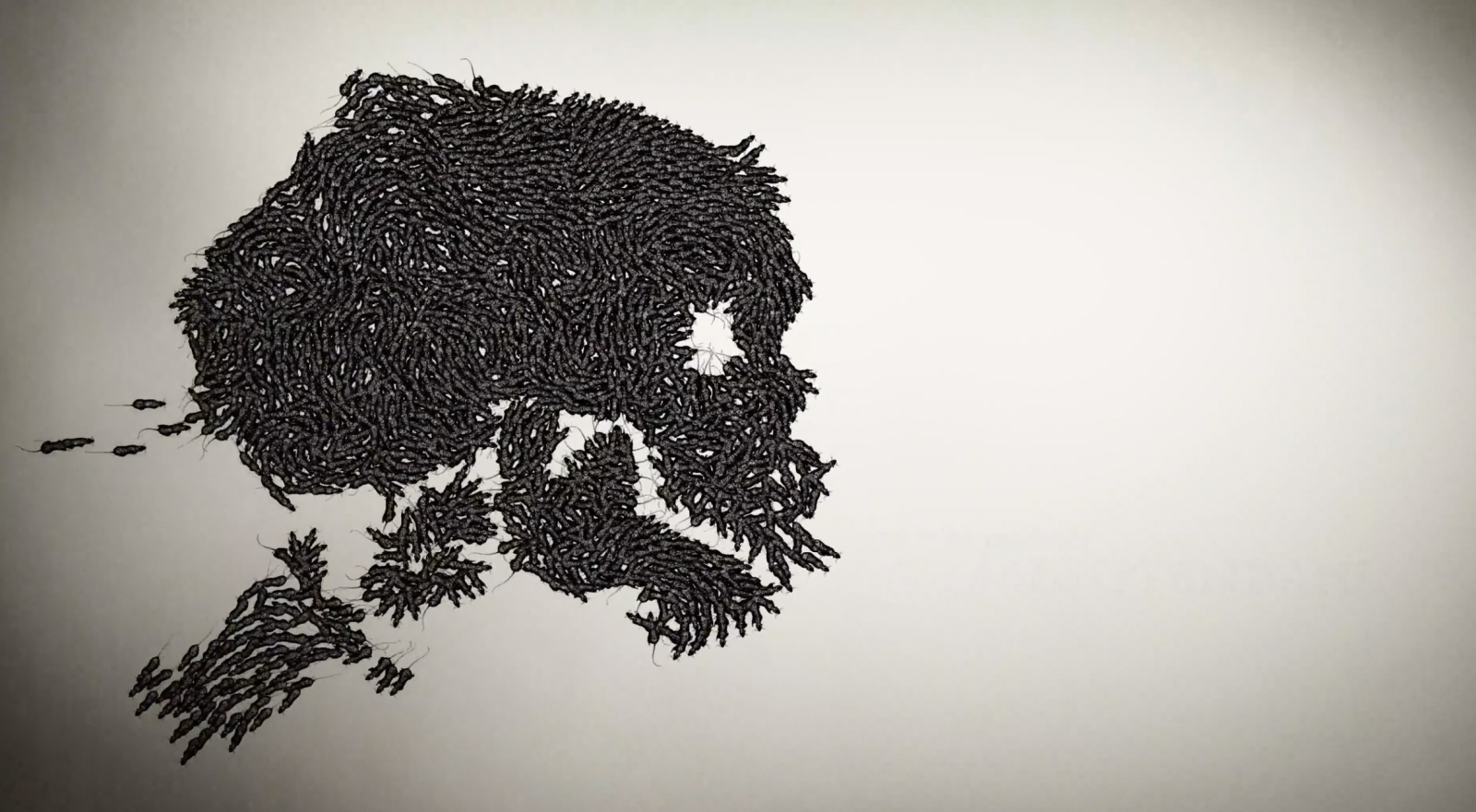 The Decameron Main Title Sequence