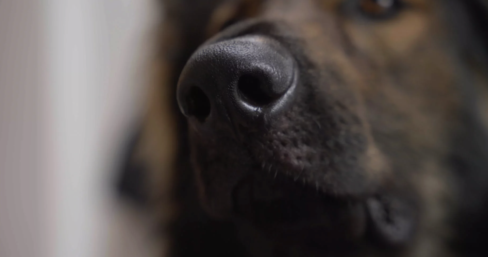 I Don’t Speak Dog (But I’ll Try)