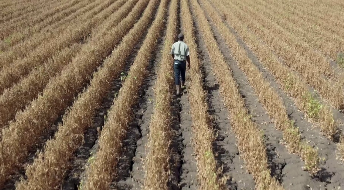Harvest