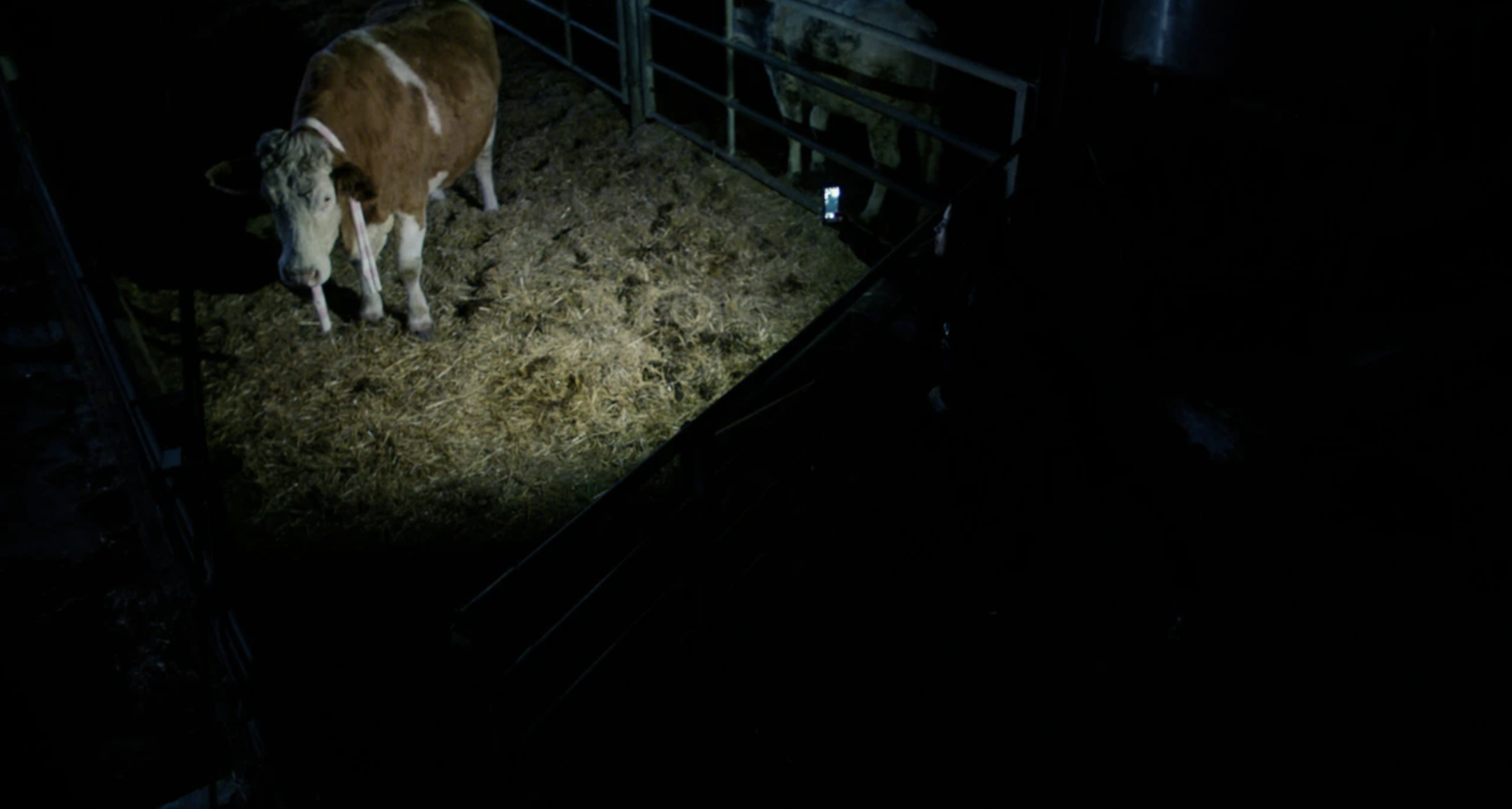 Tú, yo y la vaca