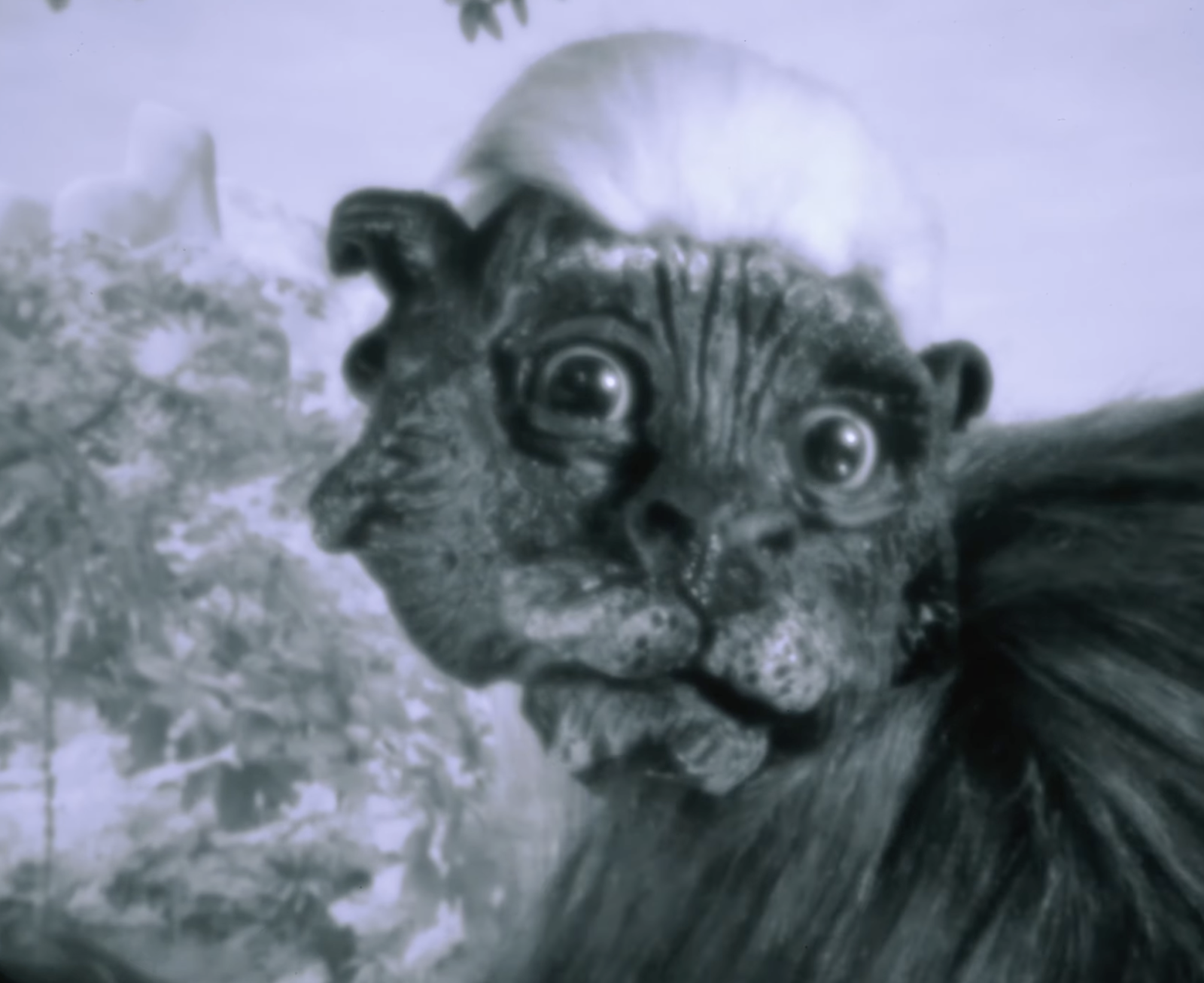 Emechiche, the Rebirth of White-headed