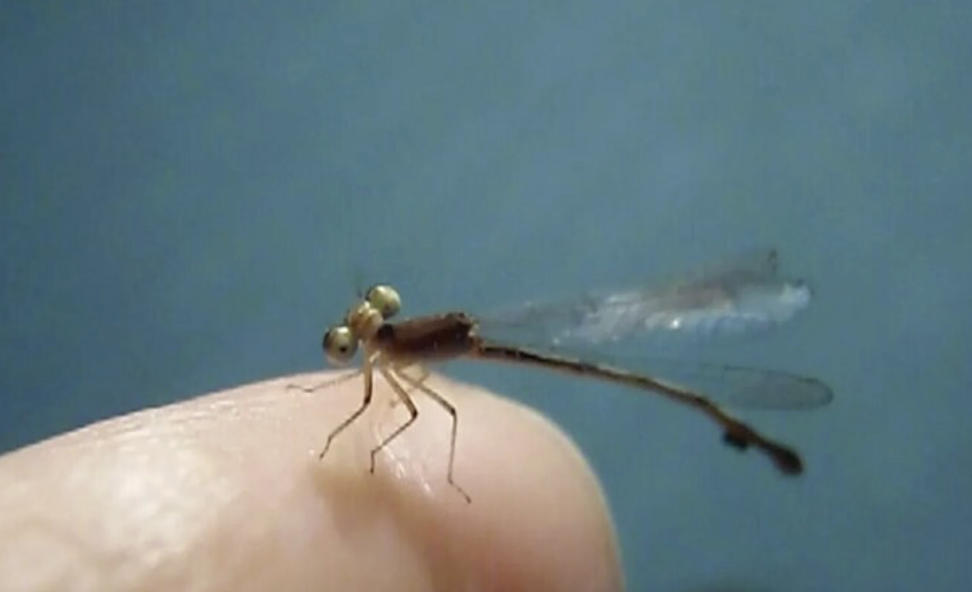 Home [Entomological Suite]