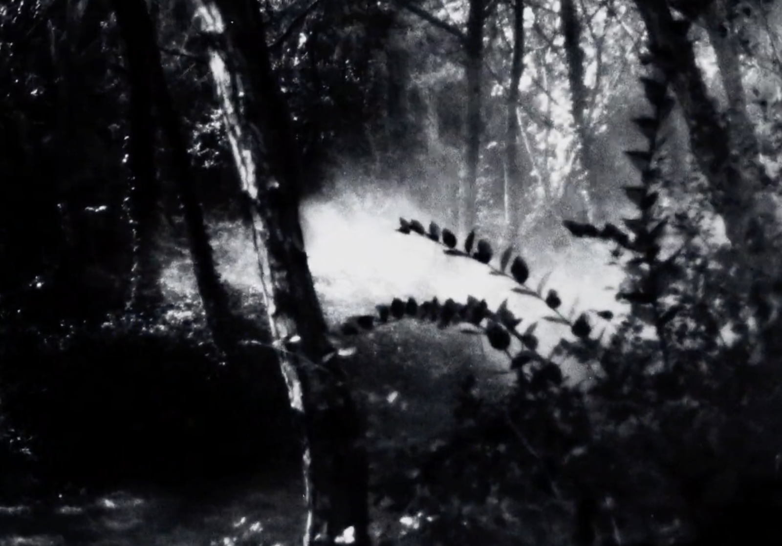 Vampir-Cuadecuc