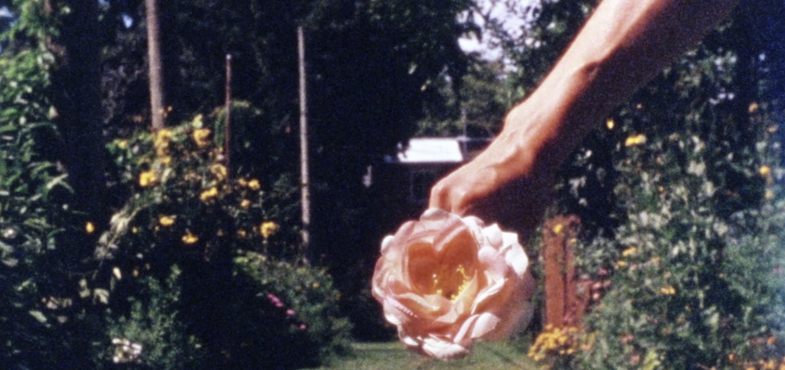 Ouarda Ouarda: Yet Another Flower Film