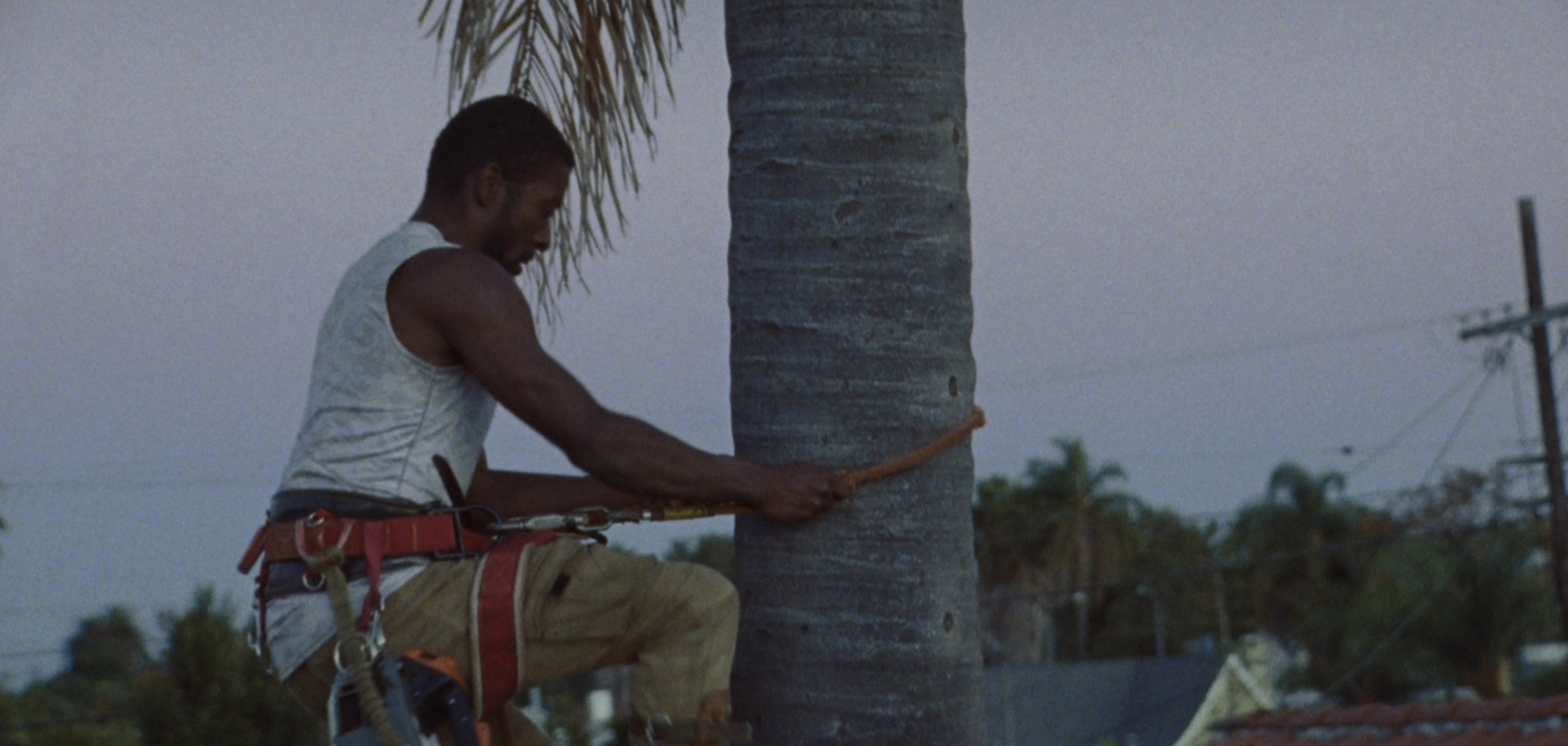 Palm