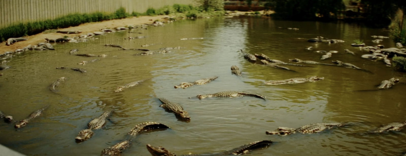 Gatorville
