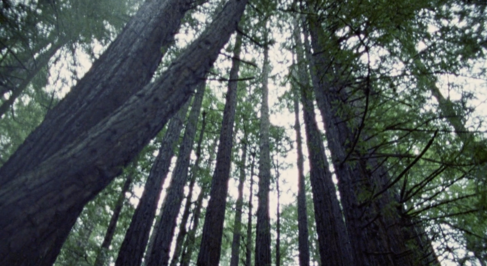 The Forest is a Spirit That Beckons Me