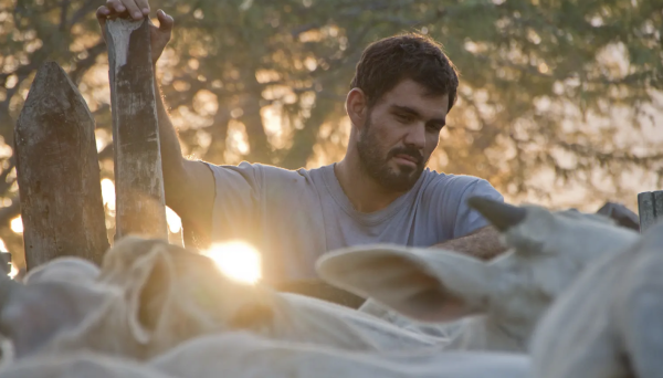 Neon Bull