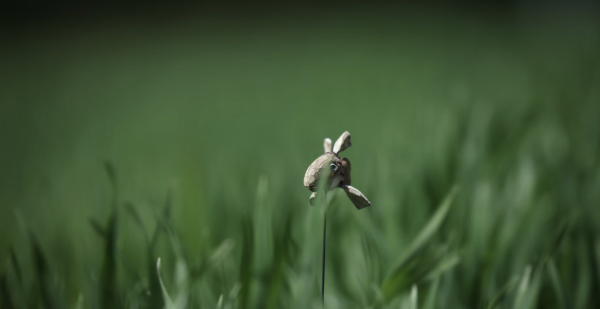 Haru-tsuge Fish and Fu-rai Boy: Tsuri-bari Fish Caught in Summer Grass by Takeshi Yashiro