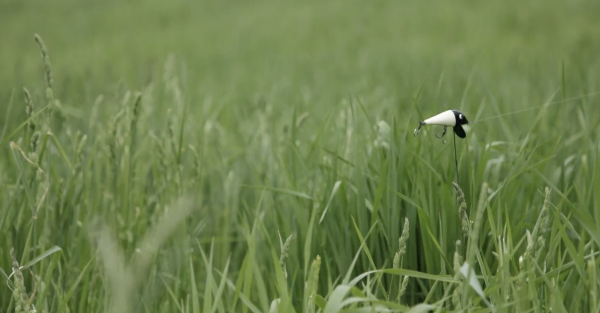 Haru-tsuge Fish and Fu-rai Boy: Tsuri-bari Fish Caught in Summer Grass