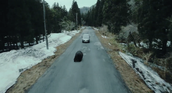 HIGUMA!! The Killer Bear