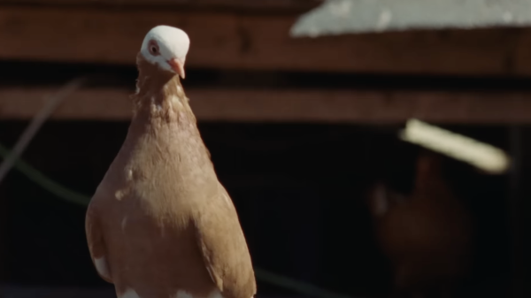 A Pocket Guide to Pigeon Watching by Adam Elliott