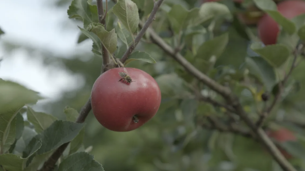 This Is Not an Apple by Nefise Özkal Lorentzen