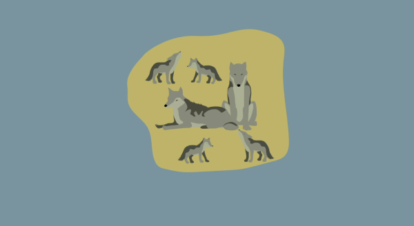 WOLVES IN SCANDINAVIA by Roberto Lo Monaco