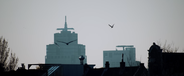 Birds of Amsterdam