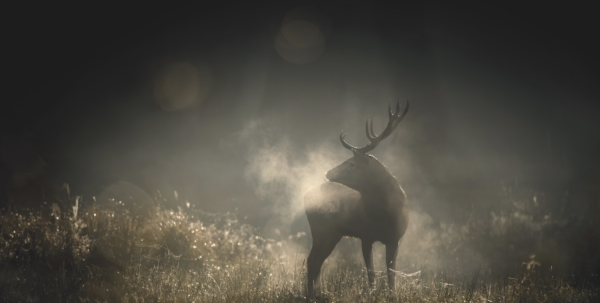 Whispers in the Woods