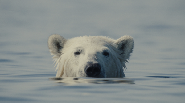 Nuisance Bear by Gabriela Osio Vanden, Jack Weisman